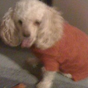 Meet your Posher, Melissa